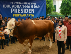 Idul Adha: Sapi Presiden Disambut Meriah di Purwakarta