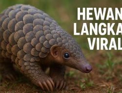 Fenomena Hewan Langka yang Viral berkat Momen Menggemaskan